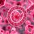 Borrelia relringens